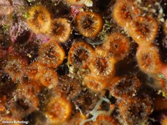 Polycyathus muellerae