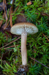 Pseudoomphalina kalchbrenneri