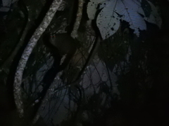 Aotus lemurinus