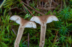 Pseudoomphalina kalchbrenneri