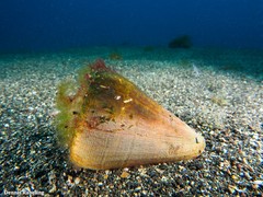 Conus canariensis