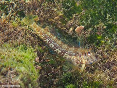 Parablennius goreensis