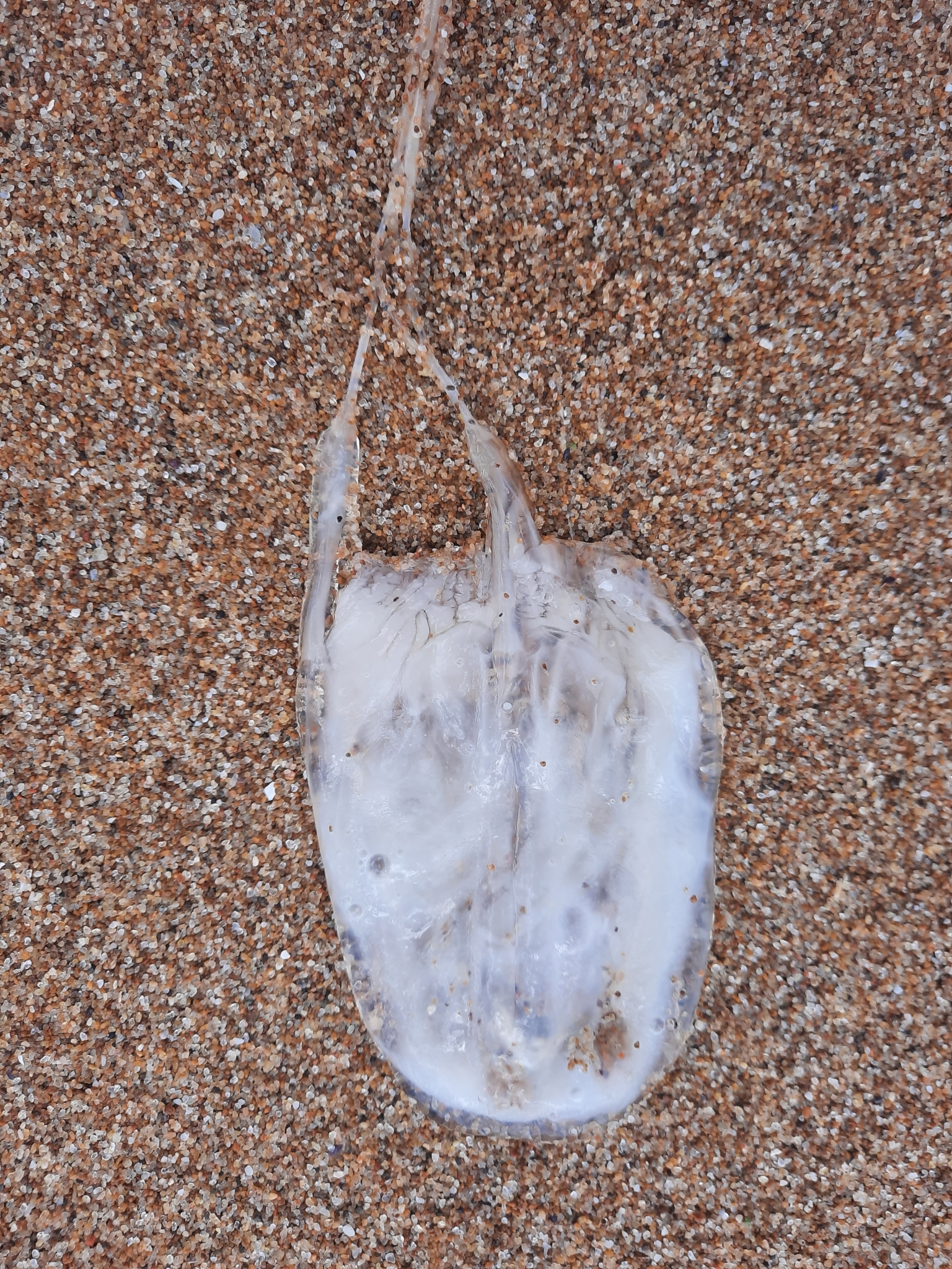 Tamoya haplonema F.Müller, 1859
