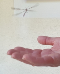 Dendroleon pantherinus