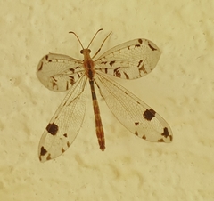 Dendroleon pantherinus