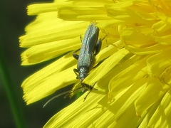 Oedemera virescens