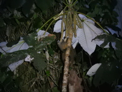 Aotus lemurinus