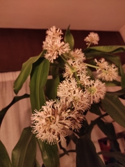 Dracaena fragrans