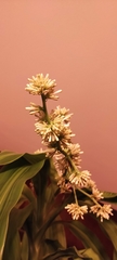 Dracaena fragrans