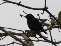 Volatinia jacarina