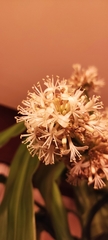 Dracaena fragrans