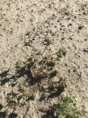 Eriastrum rosamondense