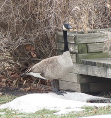 Branta canadensis