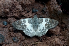 Polyctor polyctor