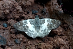 Polyctor polyctor