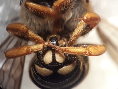Rhodanthidium septemdentatum