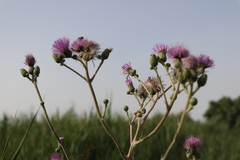 Cirsium monspessulanum