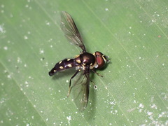 Ocyptamus gastrostactus