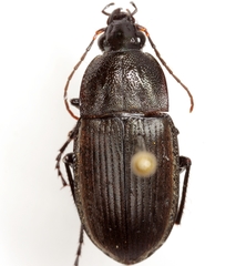 Chlaenius tomentosus