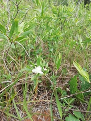 Psidium salutare mucronatum