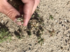 Eriastrum rosamondense