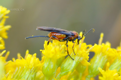 Hymenoptera