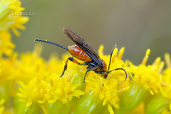 Hymenoptera