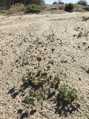 Eriastrum rosamondense