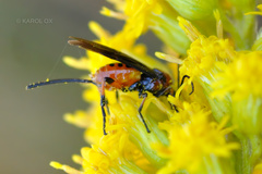 Hymenoptera