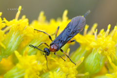 Hymenoptera