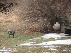 Branta canadensis