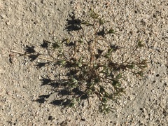 Eriastrum rosamondense