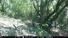 Cercopithecus mitis erythrarchus