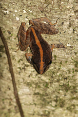 Pristimantis ramagii