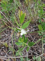 Psidium salutare mucronatum