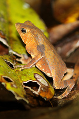 Rhinella hoogmoedi