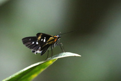 Vettius phyllus
