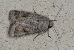 Proteuxoa amaurodes