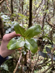 Syzygium sandwicense