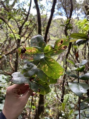 Syzygium sandwicense