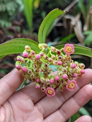 Miconia micayana
