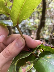 Syzygium sandwicense