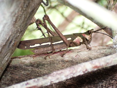 Aeolacris octomaculata