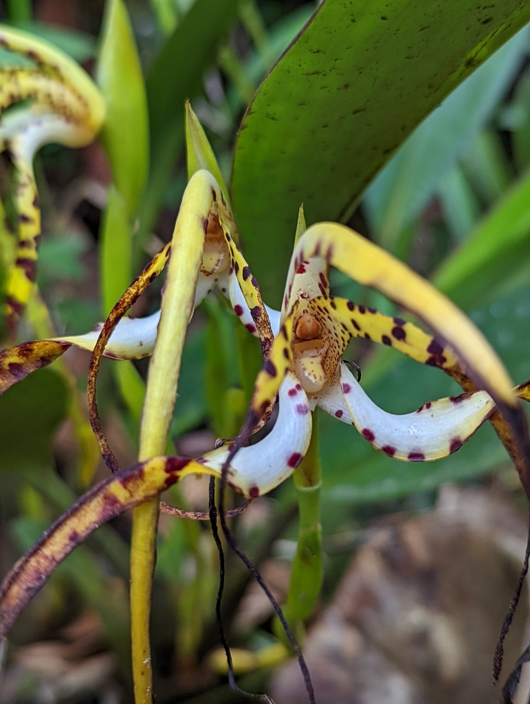 Maxillaria speciosa