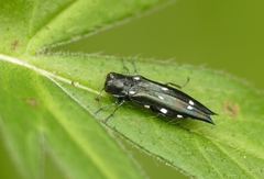 Agrilus guerini
