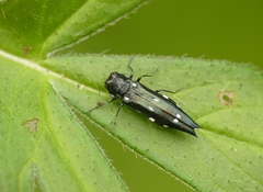 Agrilus guerini