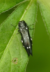 Agrilus guerini