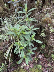 Cyrtandra longifolia