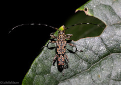 Colobothea rubroornata