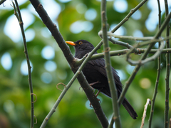 Turdus merula